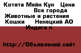 Котята Мейн Кун › Цена ­ 15 000 - Все города Животные и растения » Кошки   . Ненецкий АО,Индига п.